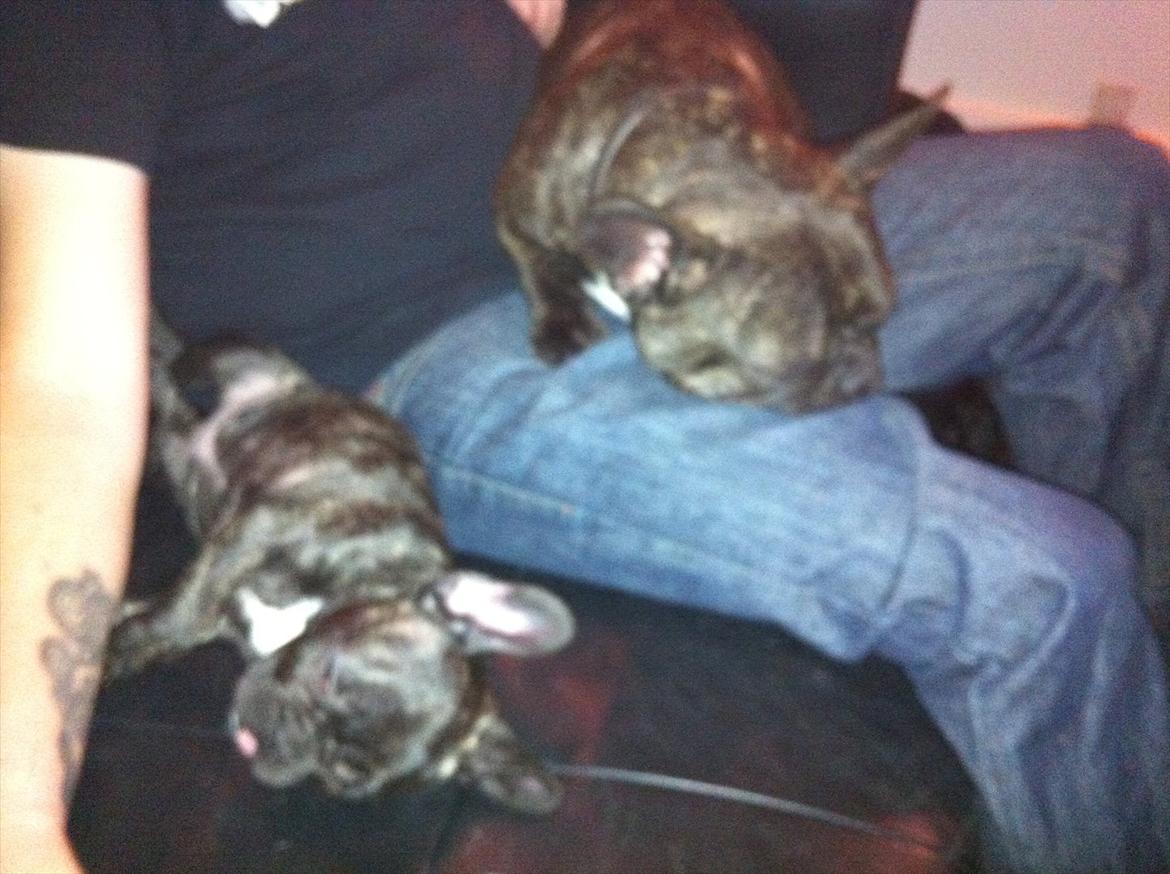 Fransk bulldog Mali billede 6