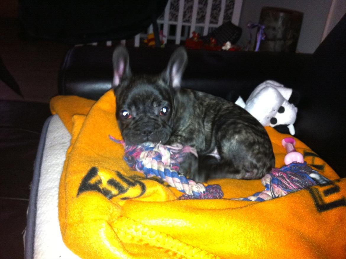 Fransk bulldog Mali billede 7