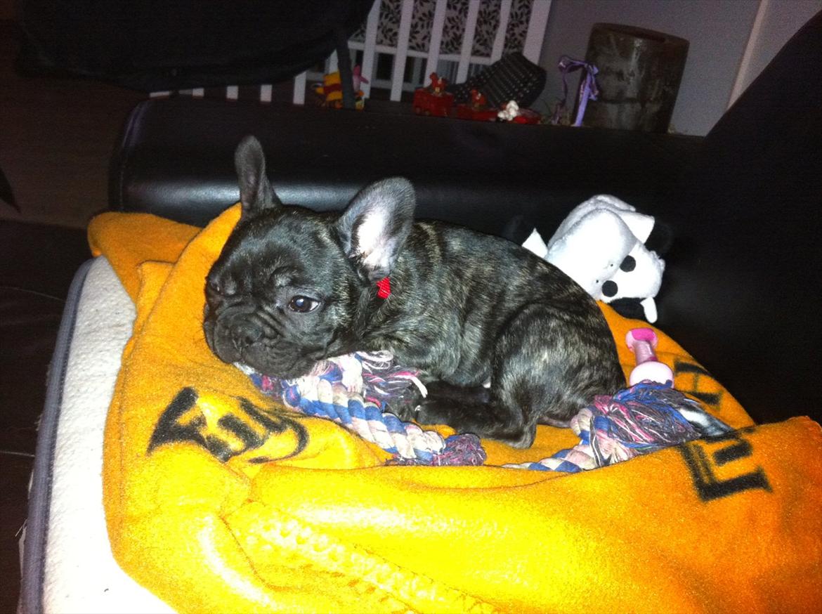 Fransk bulldog Mali billede 8