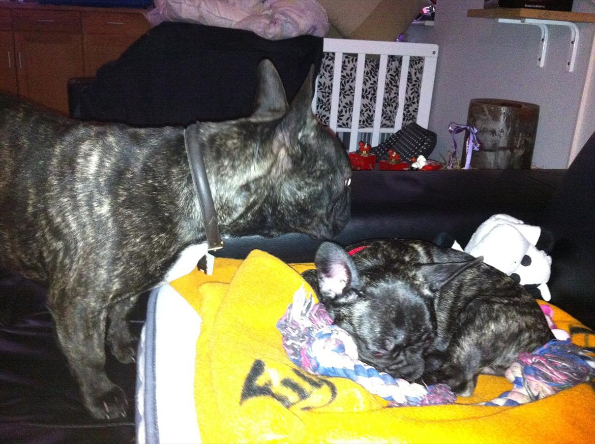 Fransk bulldog Mali billede 9