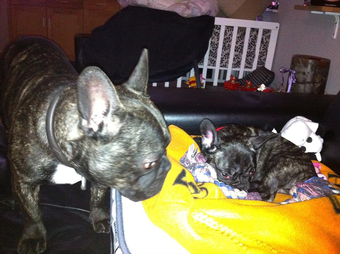 Fransk bulldog Mali billede 10