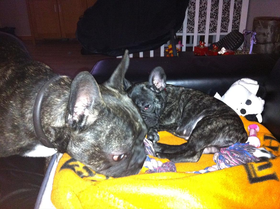 Fransk bulldog Mali billede 11