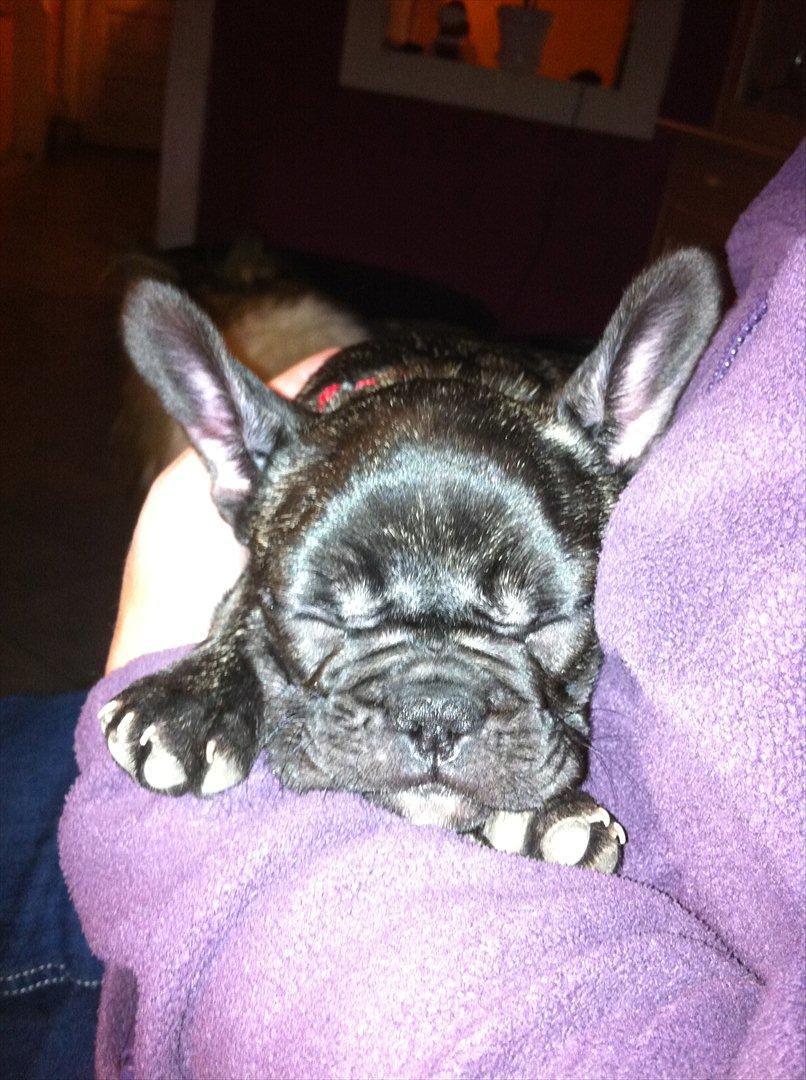 Fransk bulldog Mali billede 12