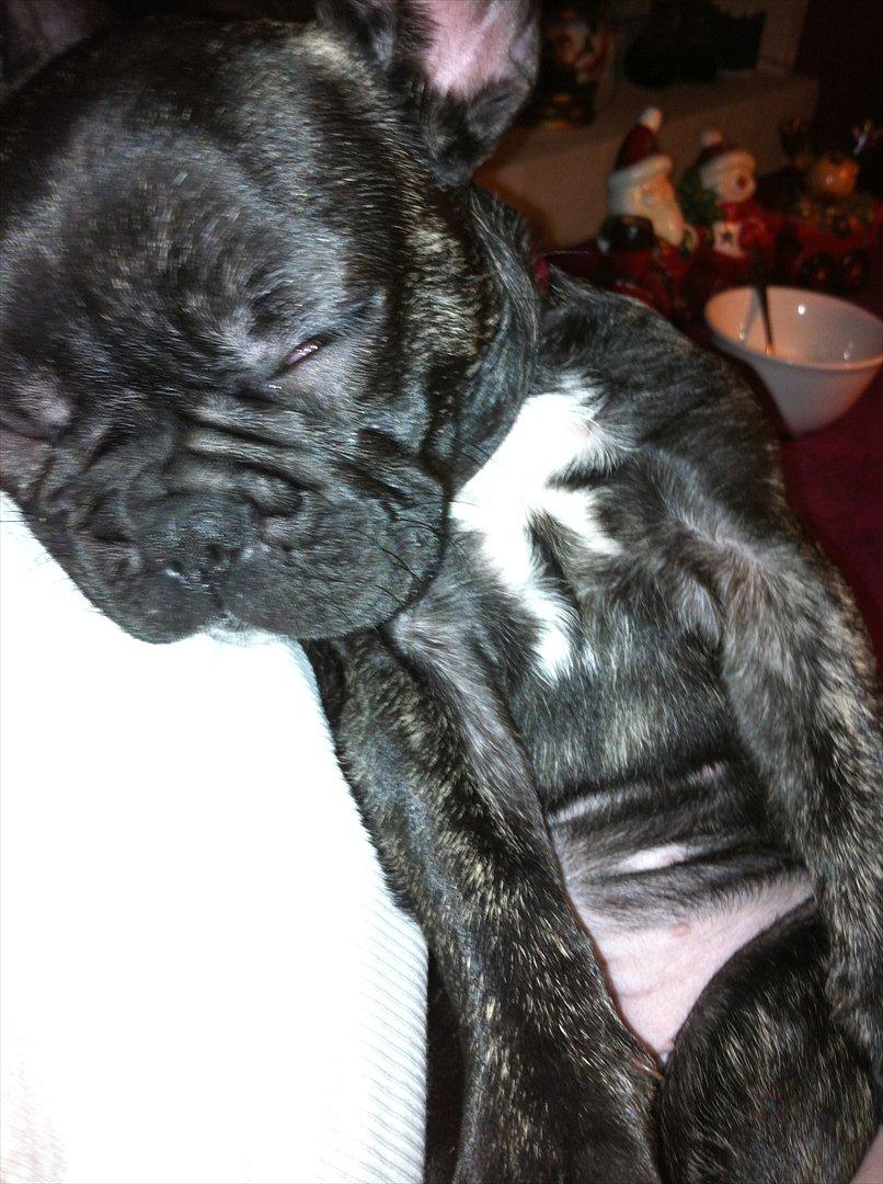 Fransk bulldog Mali billede 13