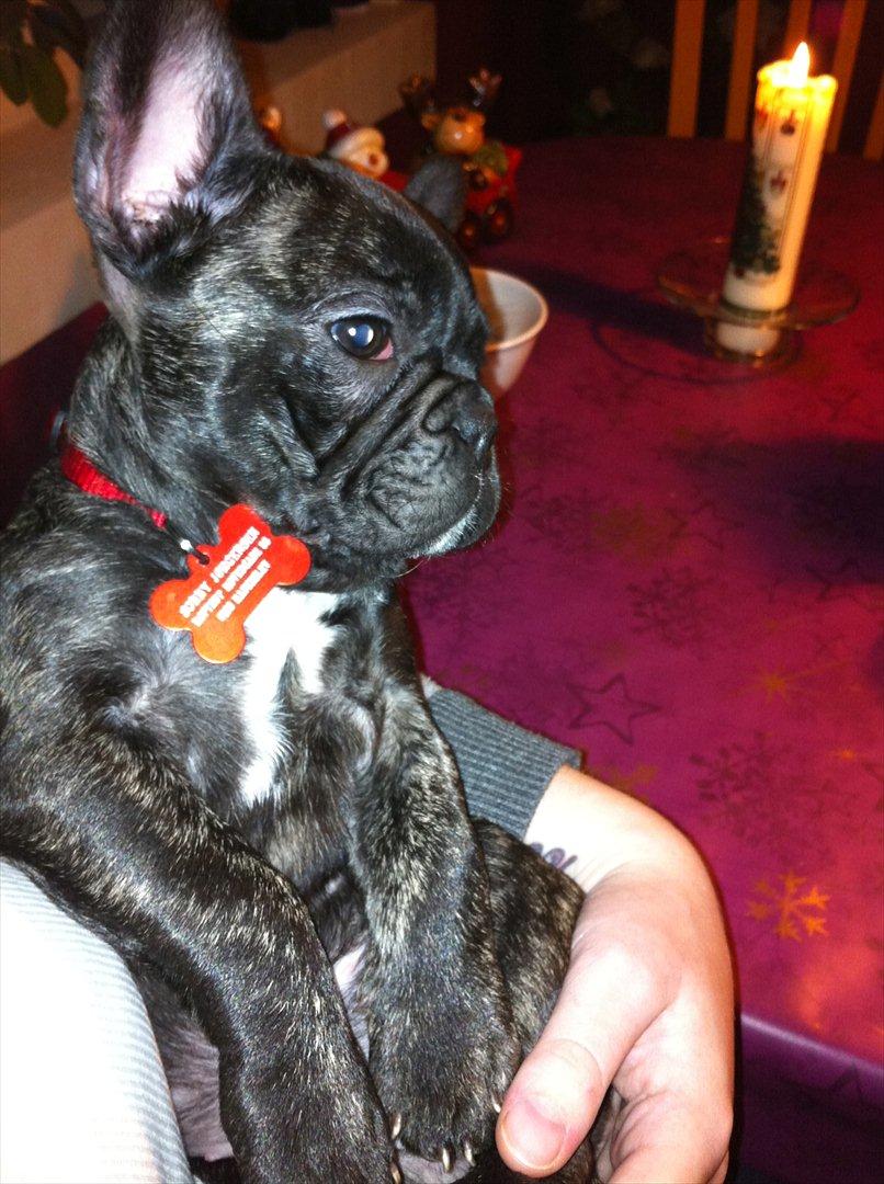 Fransk bulldog Mali billede 14