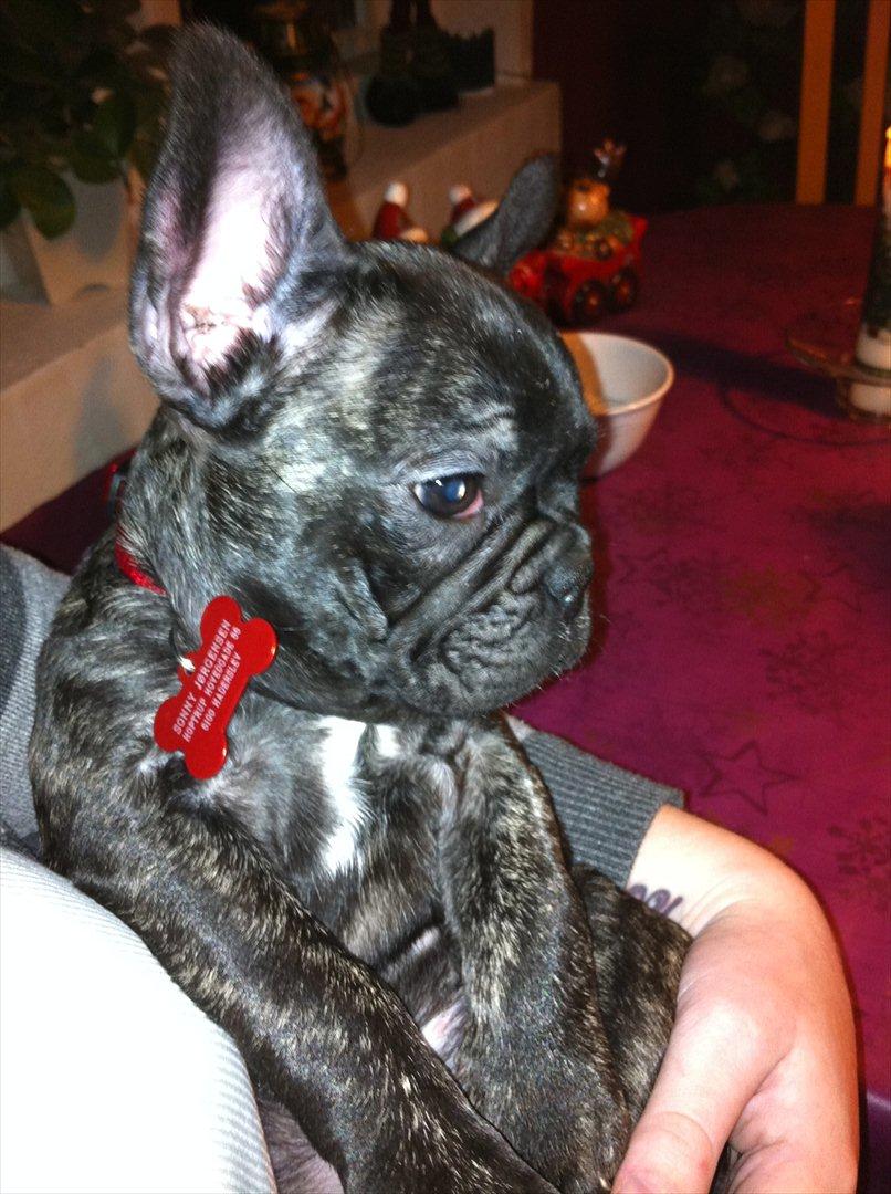 Fransk bulldog Mali billede 15