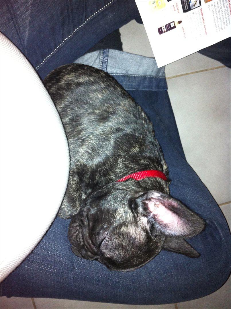 Fransk bulldog Mali billede 16