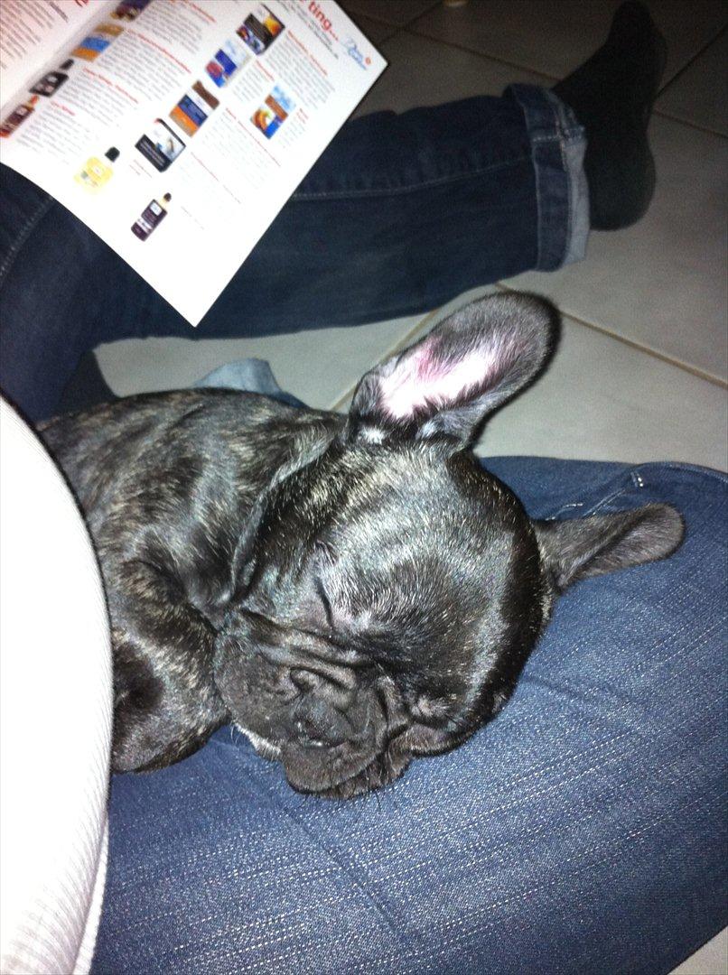 Fransk bulldog Mali billede 17