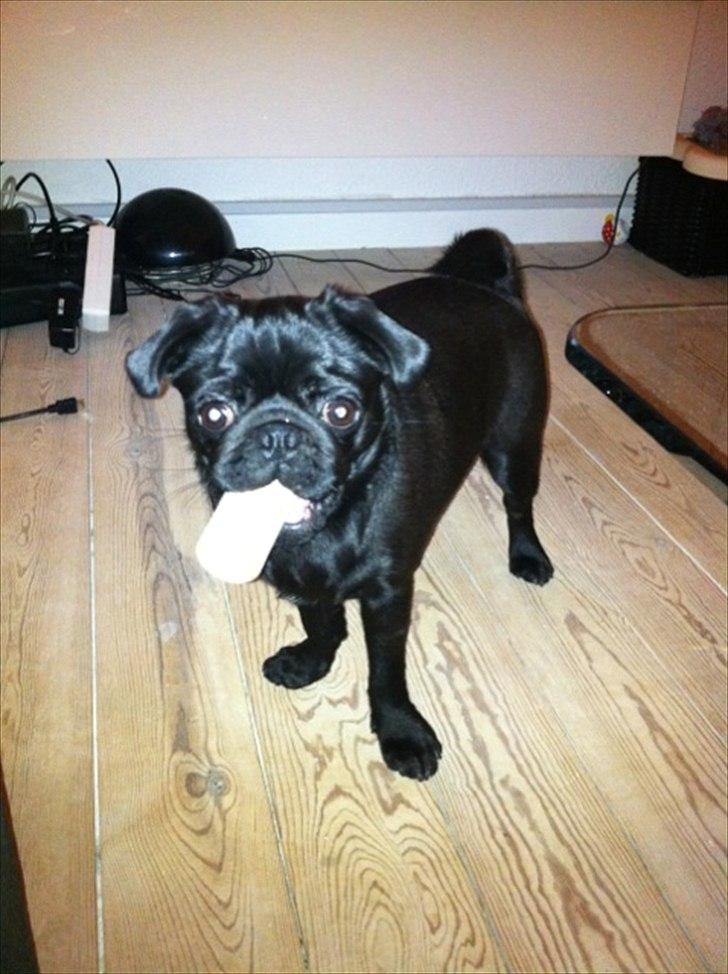 Mops Theia (Zita) - Det der aktivitetsspil - det forstår jeg ikke helt..  billede 3