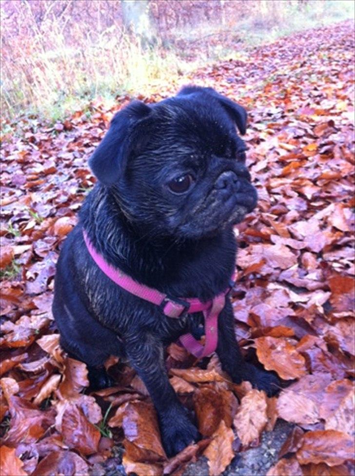 Mops Theia (Zita) - En mudret efterårsdag :)
Theia 30 uger.. billede 1