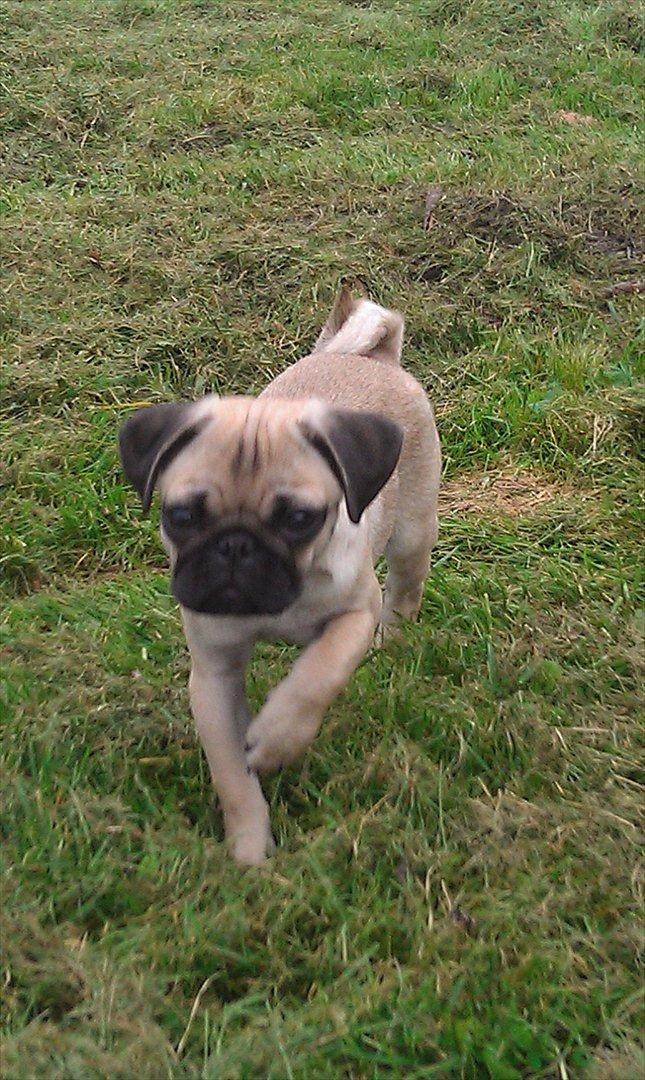 Mops Shanti / Muffi billede 1