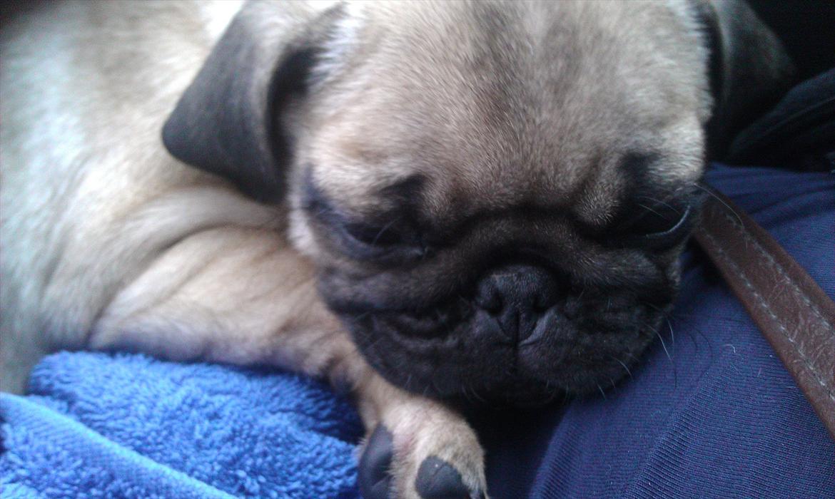 Mops Shanti / Muffi billede 2