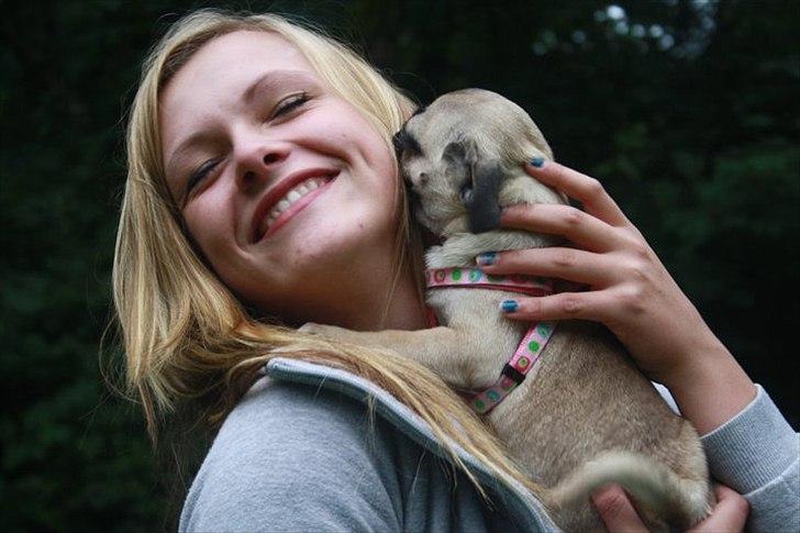 Mops Shanti / Muffi billede 3