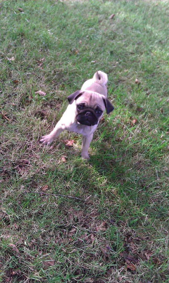 Mops Shanti / Muffi billede 4