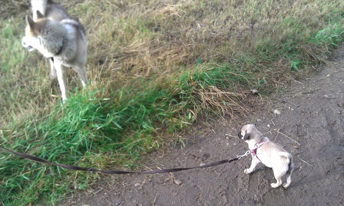 Mops Shanti / Muffi - Muffi leger med apa :) billede 5