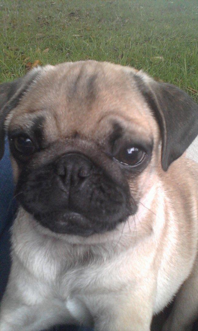 Mops Shanti / Muffi billede 6