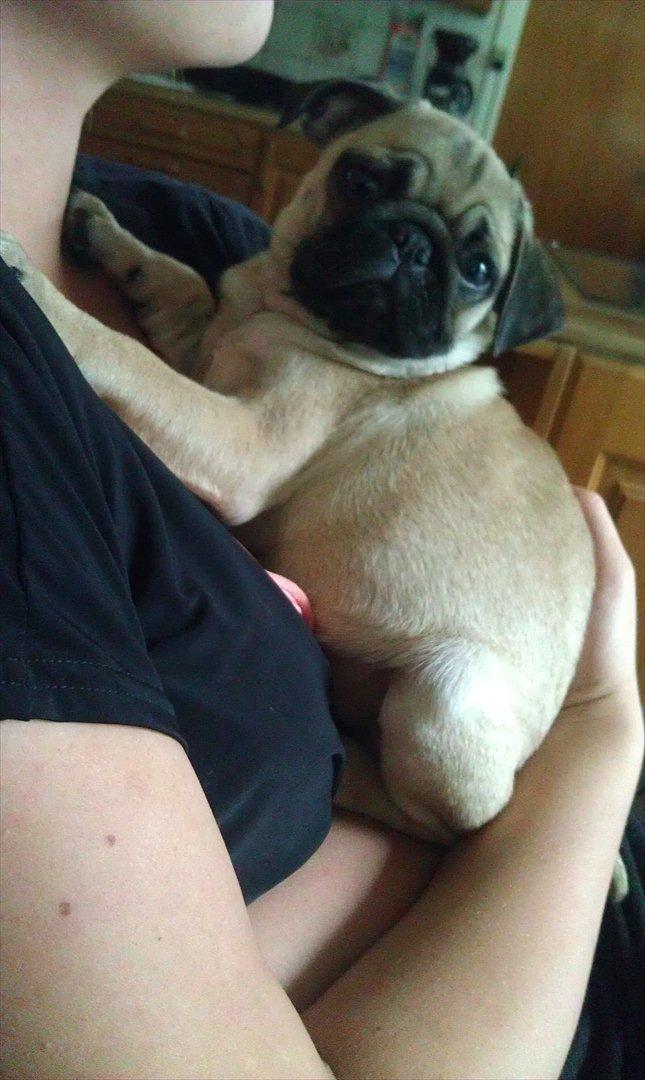 Mops Shanti / Muffi billede 7