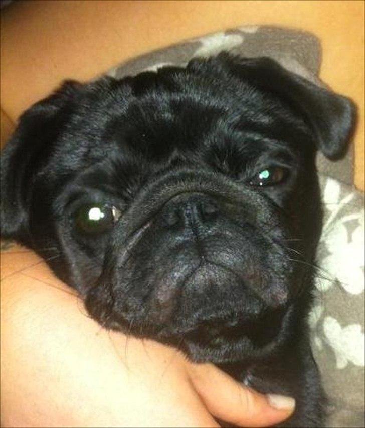 Mops Theia (Zita) - 32 uger gammel billede 2