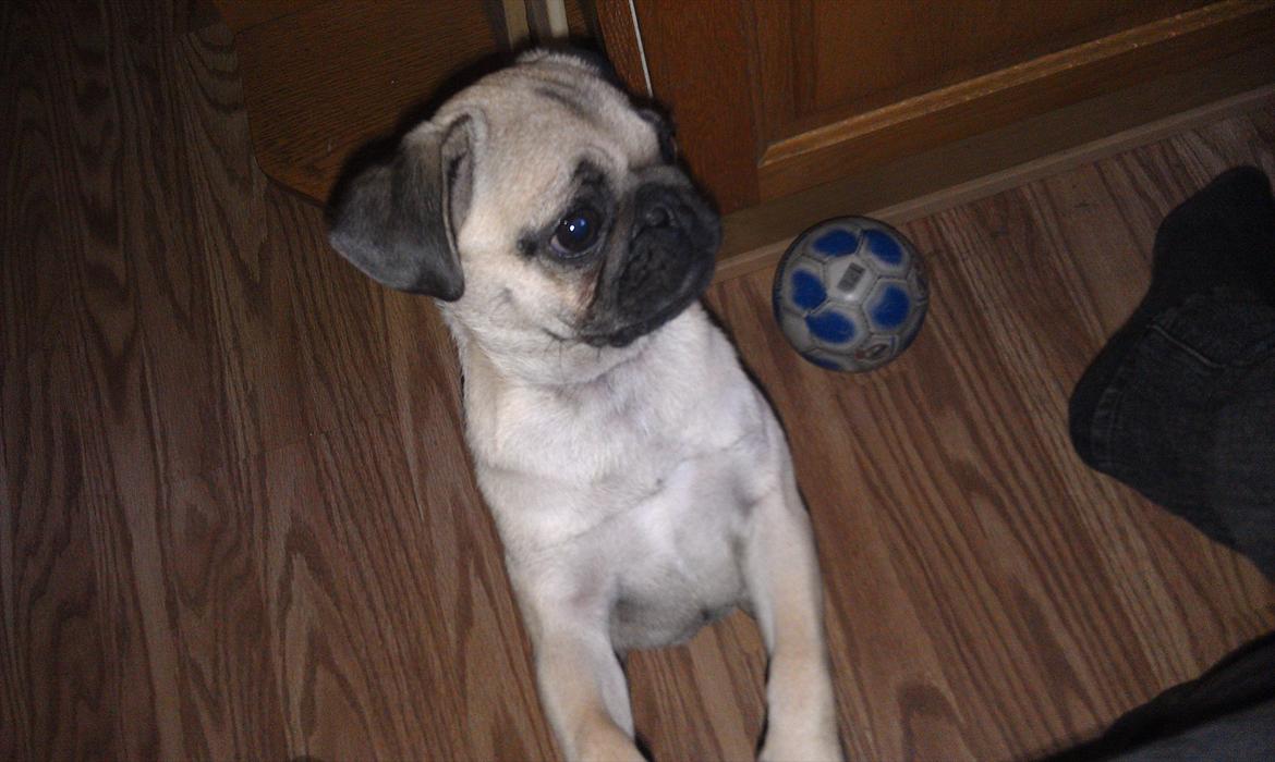 Mops Shanti / Muffi billede 8