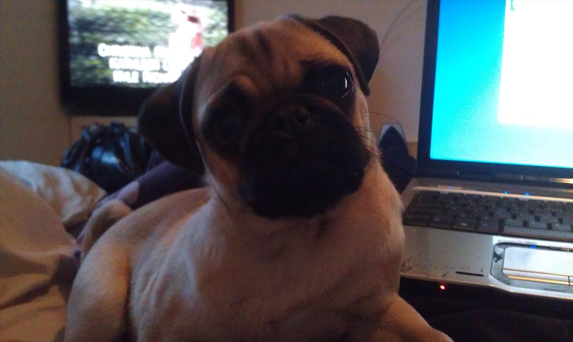 Mops Shanti / Muffi billede 9