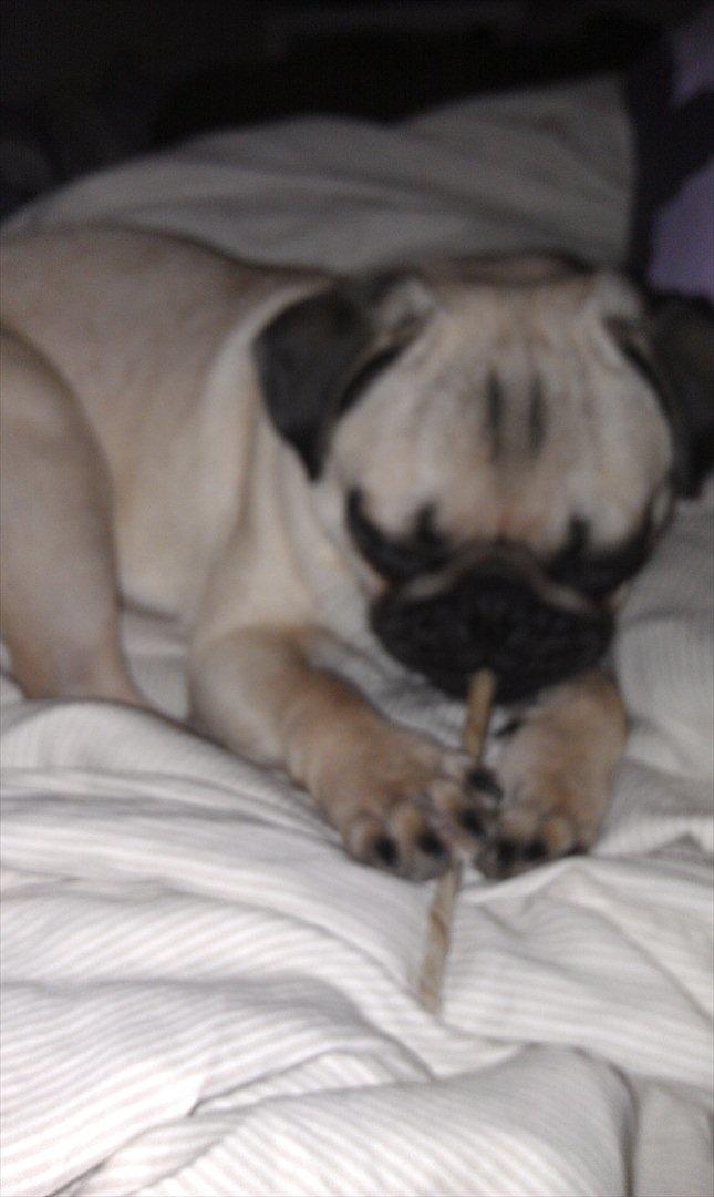 Mops Shanti / Muffi billede 10