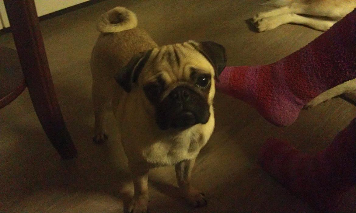 Mops Shanti / Muffi billede 11