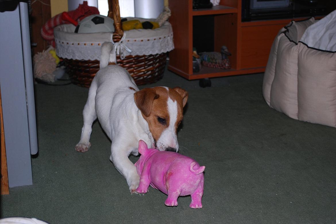 Jack russell terrier Russell billede 1