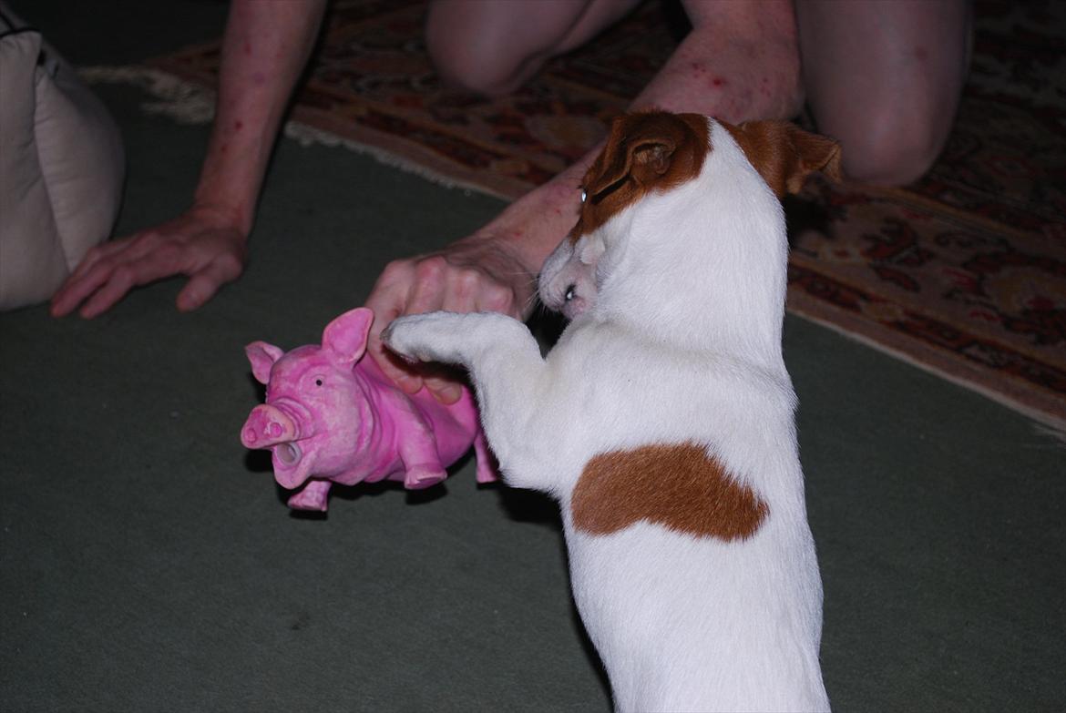 Jack russell terrier Russell billede 3