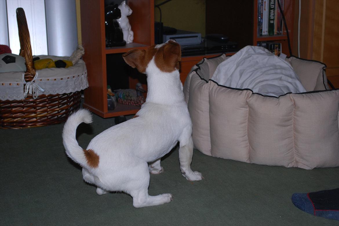 Jack russell terrier Russell billede 4