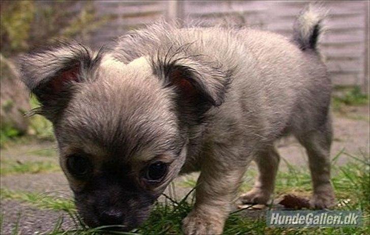 Chihuahua *Kira* - Da jeg boede ved min hundemor billede 4