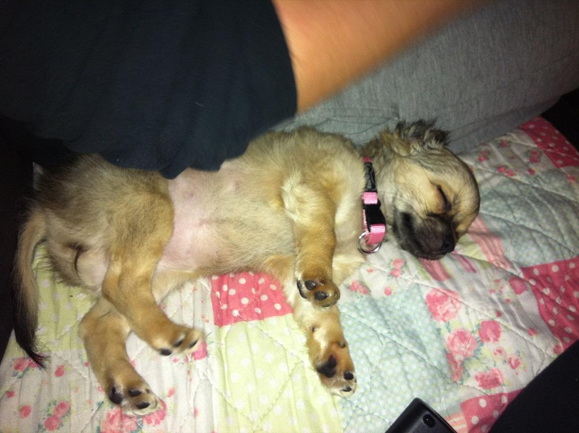 Chihuahua *Kira* - Puuh, jeg sover godt her ved far  billede 8