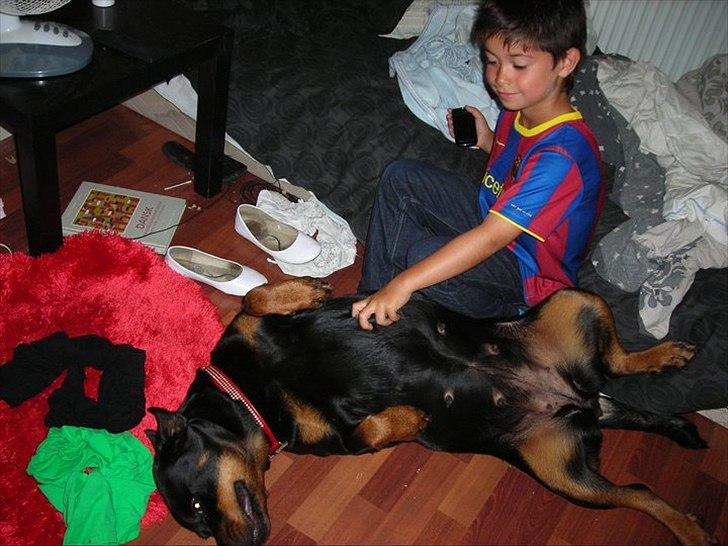 Rottweiler Nugga Chitta Hartmann billede 12