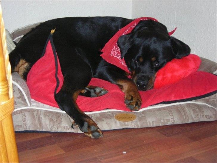 Rottweiler Nugga Chitta Hartmann billede 13