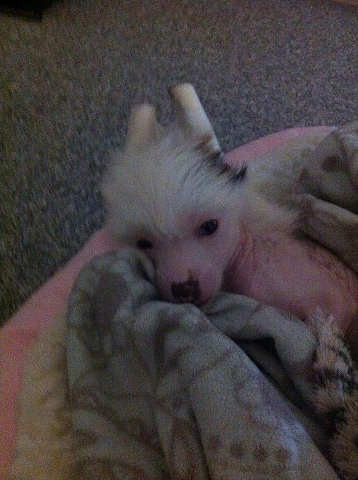 Chinese crested hårløs Chinese By Storm´s Cher - Er glad for min dejlig kurv.. billede 15