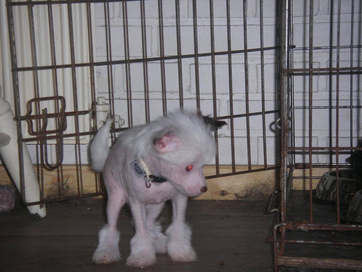 Chinese crested hårløs Chinese By Storm´s Cher billede 1