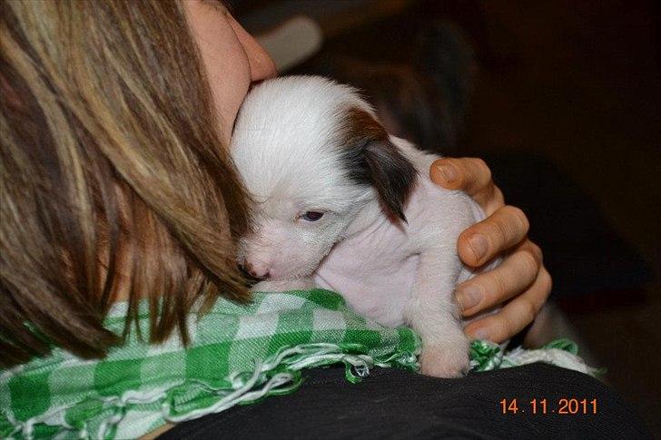 Chinese crested hårløs Chinese By Storm´s Cher - Her er jeg ikk så gammel endnu billede 2