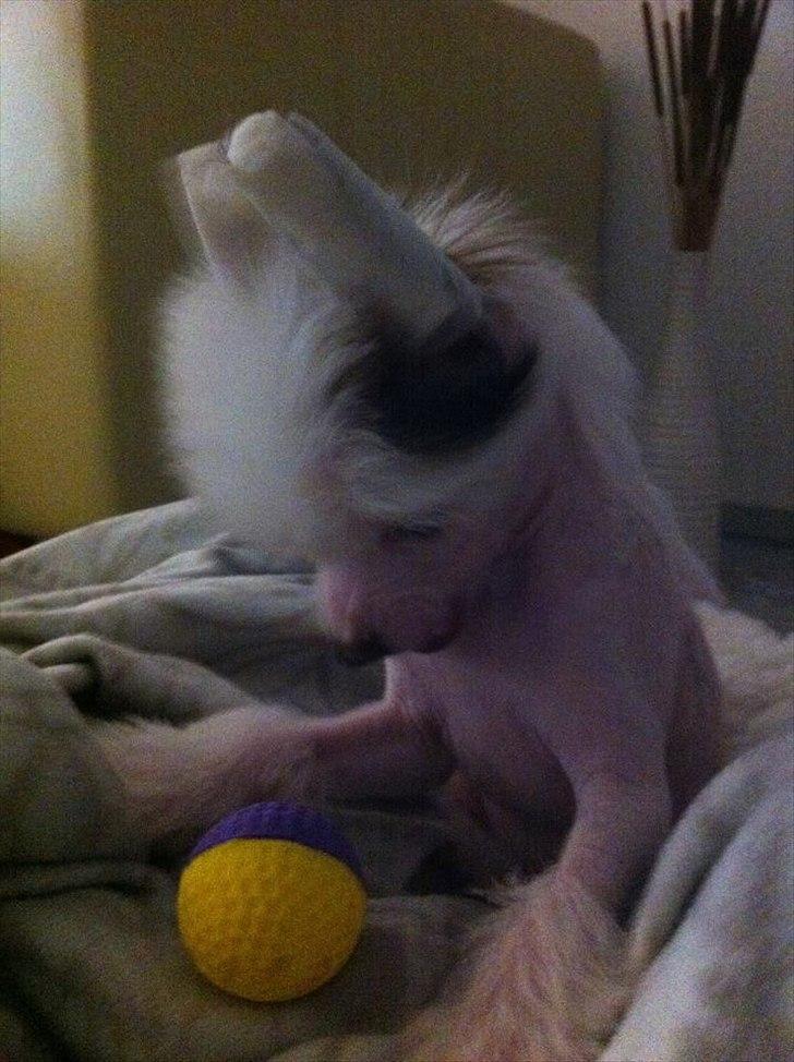Chinese crested hårløs Chinese By Storm´s Cher - Bolden er bare god :) billede 3