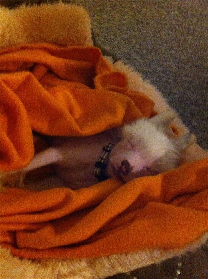 Chinese crested hårløs Chinese By Storm´s Cher - Sove tid. billede 4