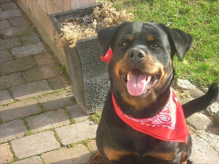 Rottweiler Nugga Chitta Hartmann billede 14