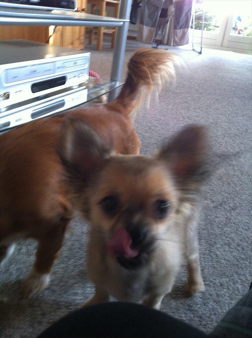 Chihuahua *Kira* - Det noget lækkert mad du giver mig mor billede 9