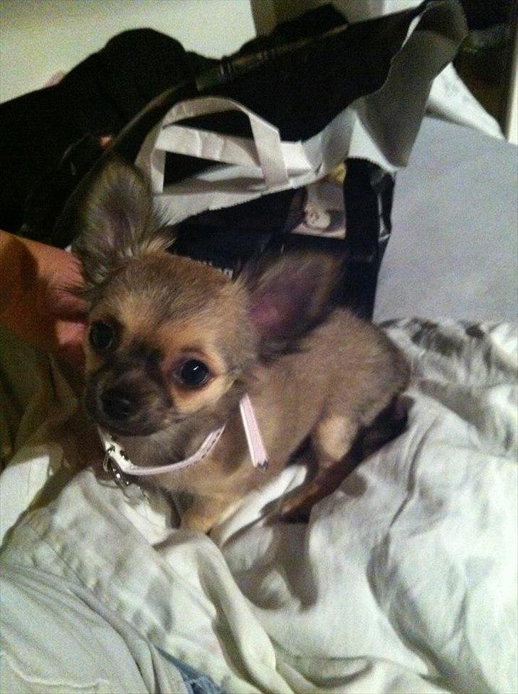 Chihuahua *Kira* - Den gang jeg boede hos min anden ejer  billede 5