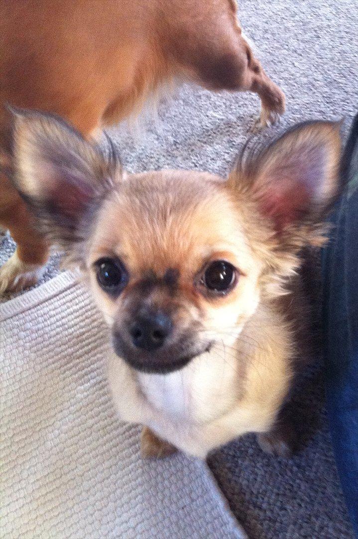 Chihuahua *Kira* billede 3