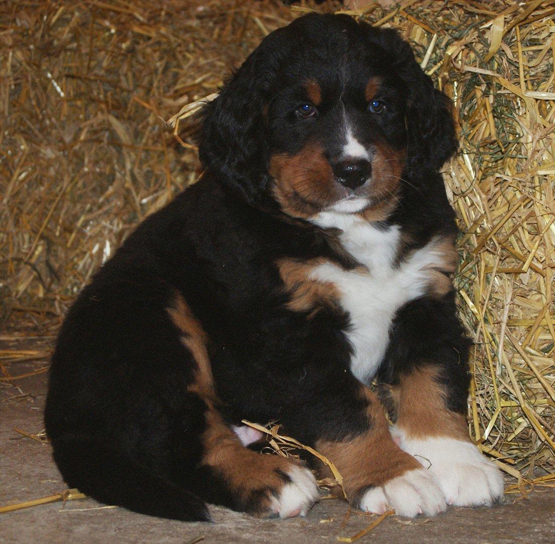 Berner sennenhund Bernerflokken Basil - Min smukke Basil. :-) billede 1