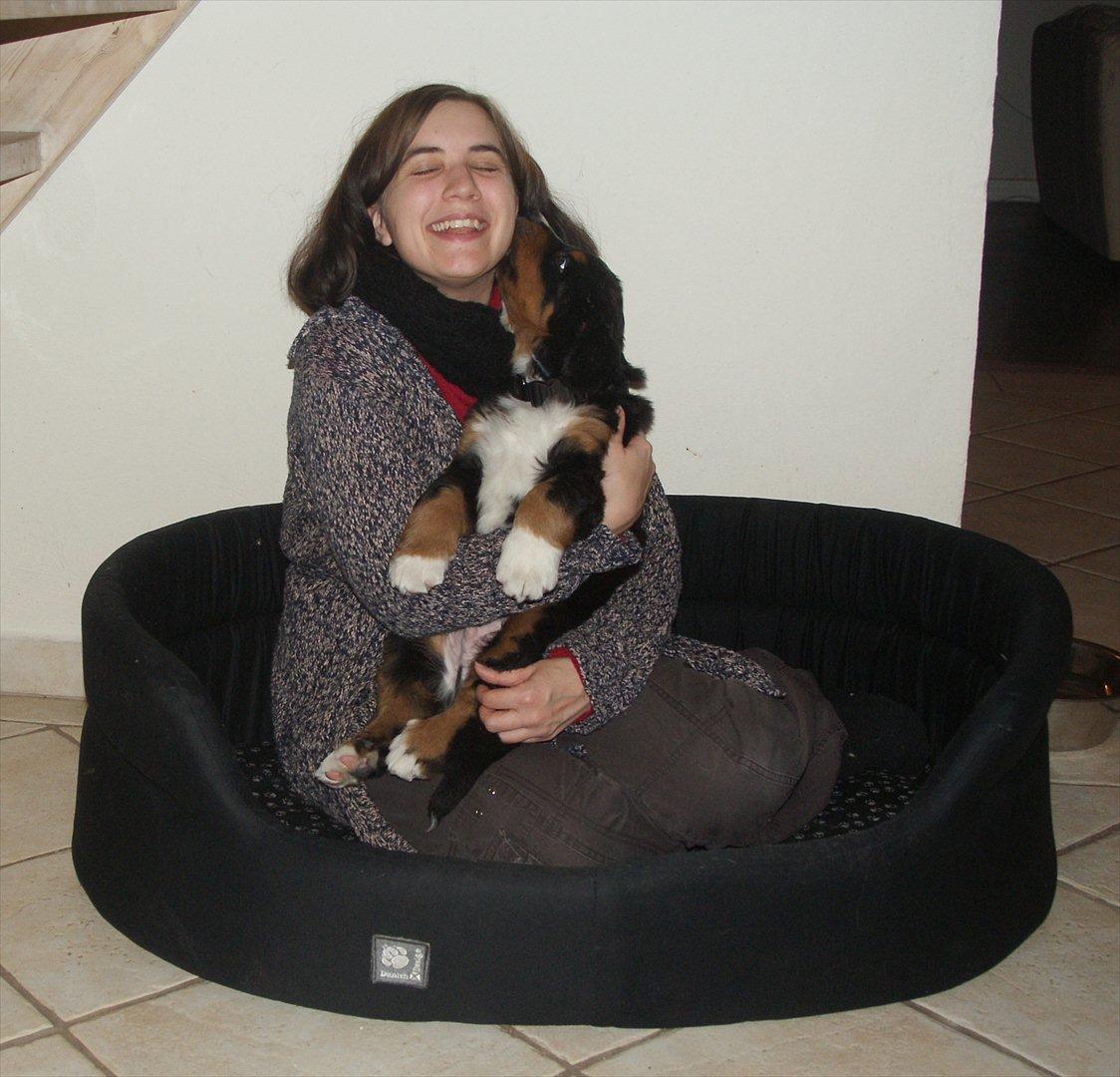 Berner sennenhund Bernerflokken Basil - Basil 6½ uger gammel og på socialiseringsbesøg sammen med sine søskende hos "moar" for at møde katte og andre dyr. Her prøver vi Basils nye hundeseng, som han ser ud til at kunne lide. :-) billede 2