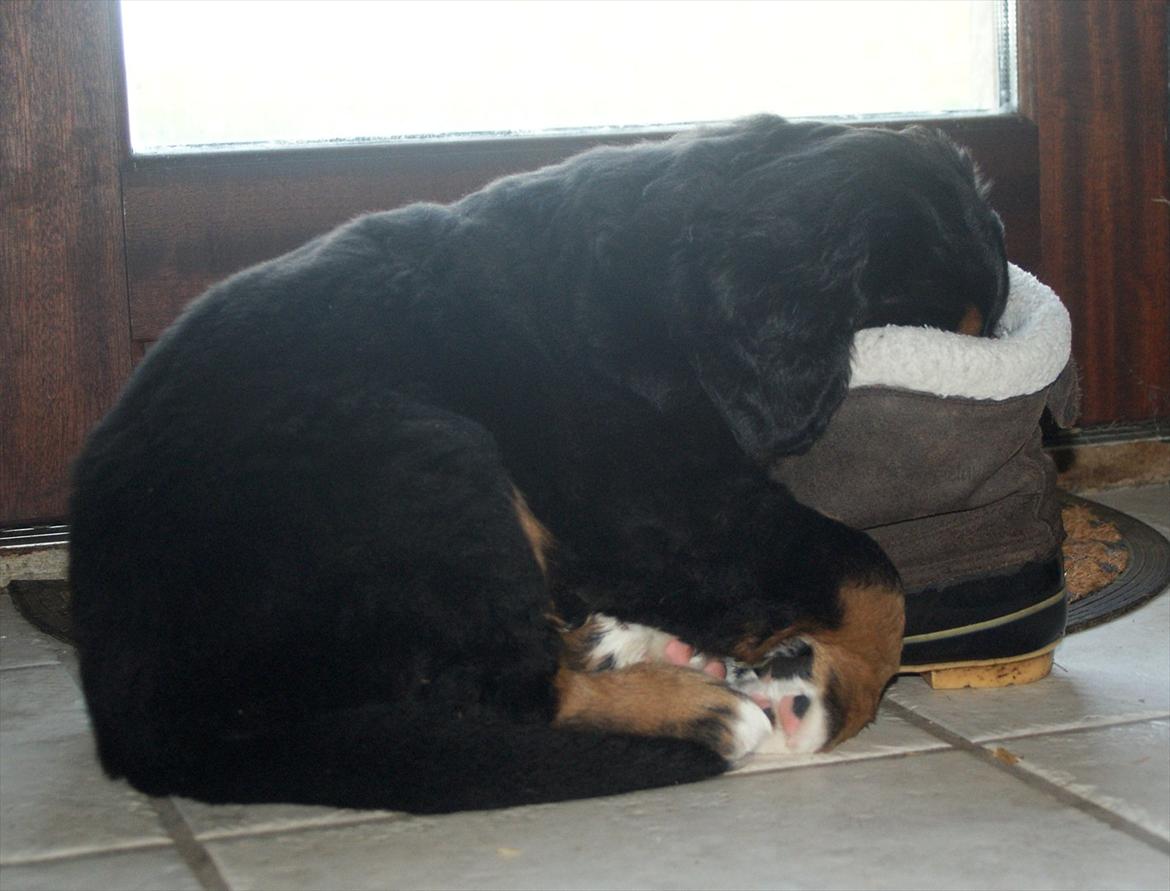 Berner sennenhund Bernerflokken Basil - Man bliver så træt af at lege fotomodel og udforske nye ting... billede 3