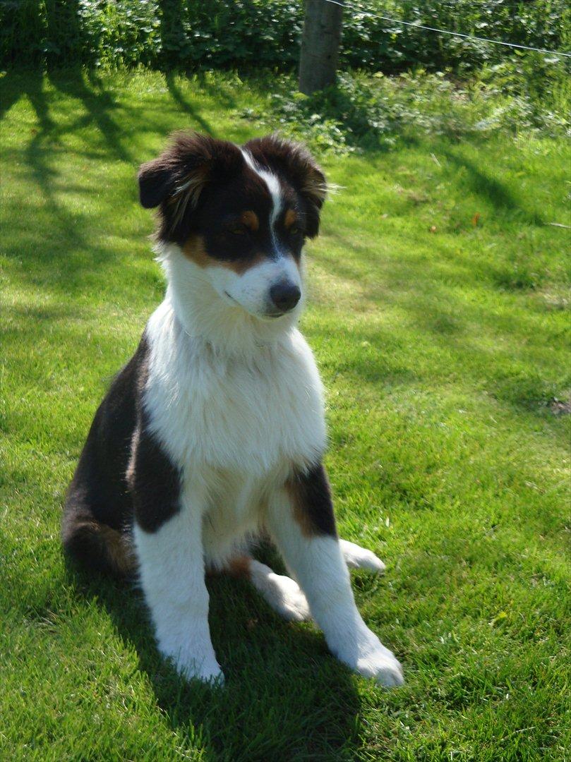 Australian shepherd Cash (Cassie) - Cash der kigger på Løbene heste ude på Folden ved siden Af huset 2011 billede 13