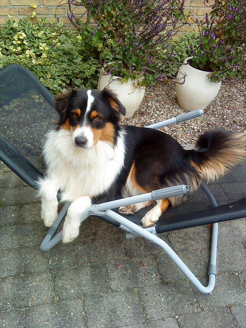 Australian shepherd Cash (Cassie) - Cash Der Dovner I Ligge Stolen I Kogene Sol i Sommeren 2011<33 billede 16