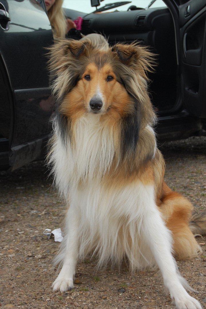 Collie langhåret CHILLI | Prinsessen billede 7