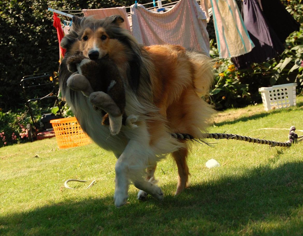Collie langhåret CHILLI | Prinsessen billede 14