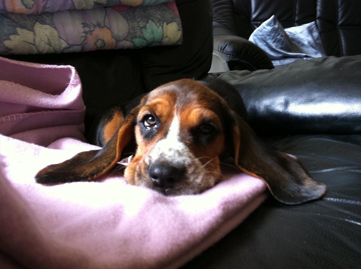 Blanding af racer Berta Bandit billede 1